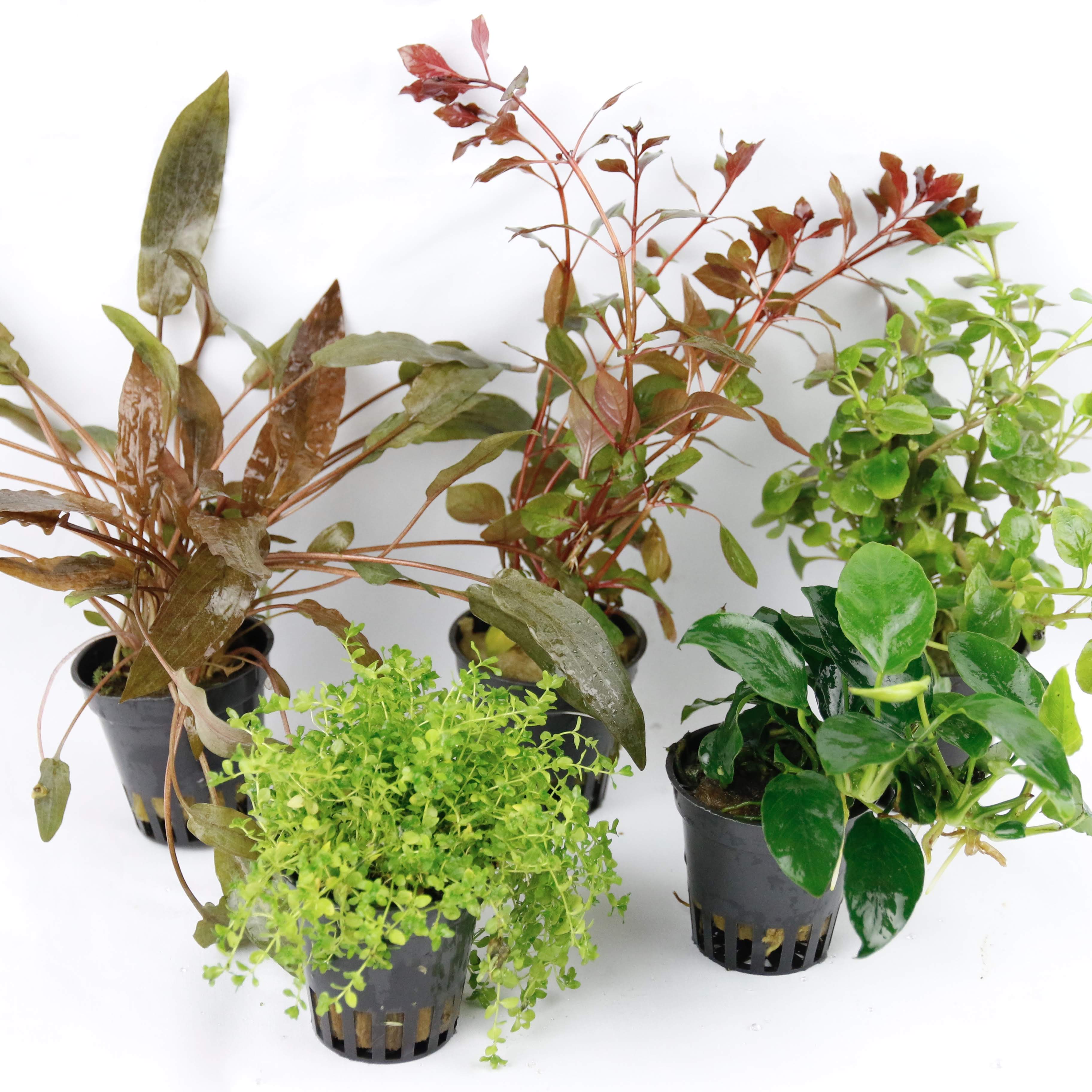 Plantenpakket
