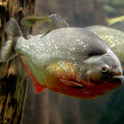 Raubfische
