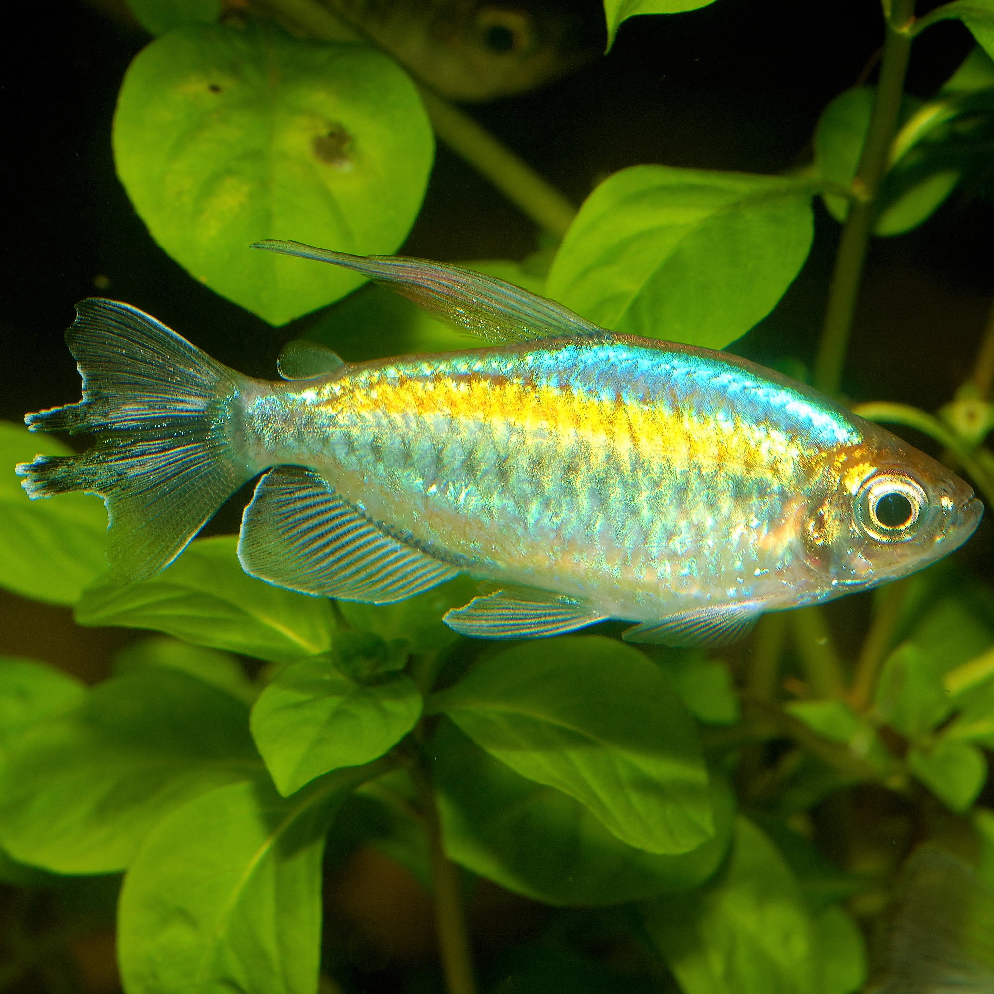 Afrikanische fische