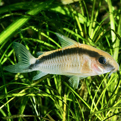 Bodenfische