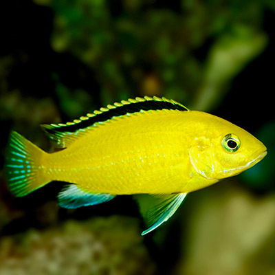 Cichlide