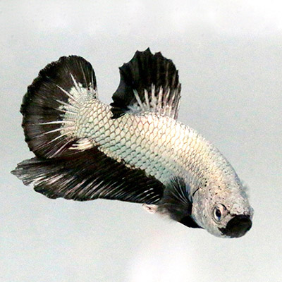 Labyrinthfische