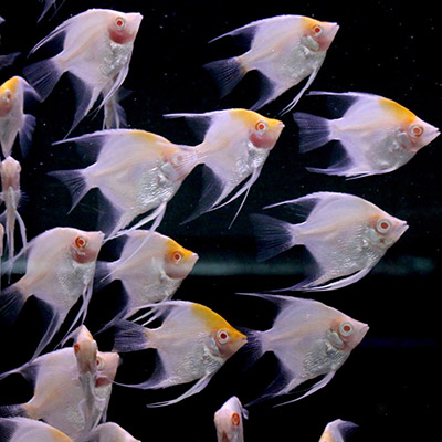 Segelflosser