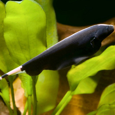 Showfische