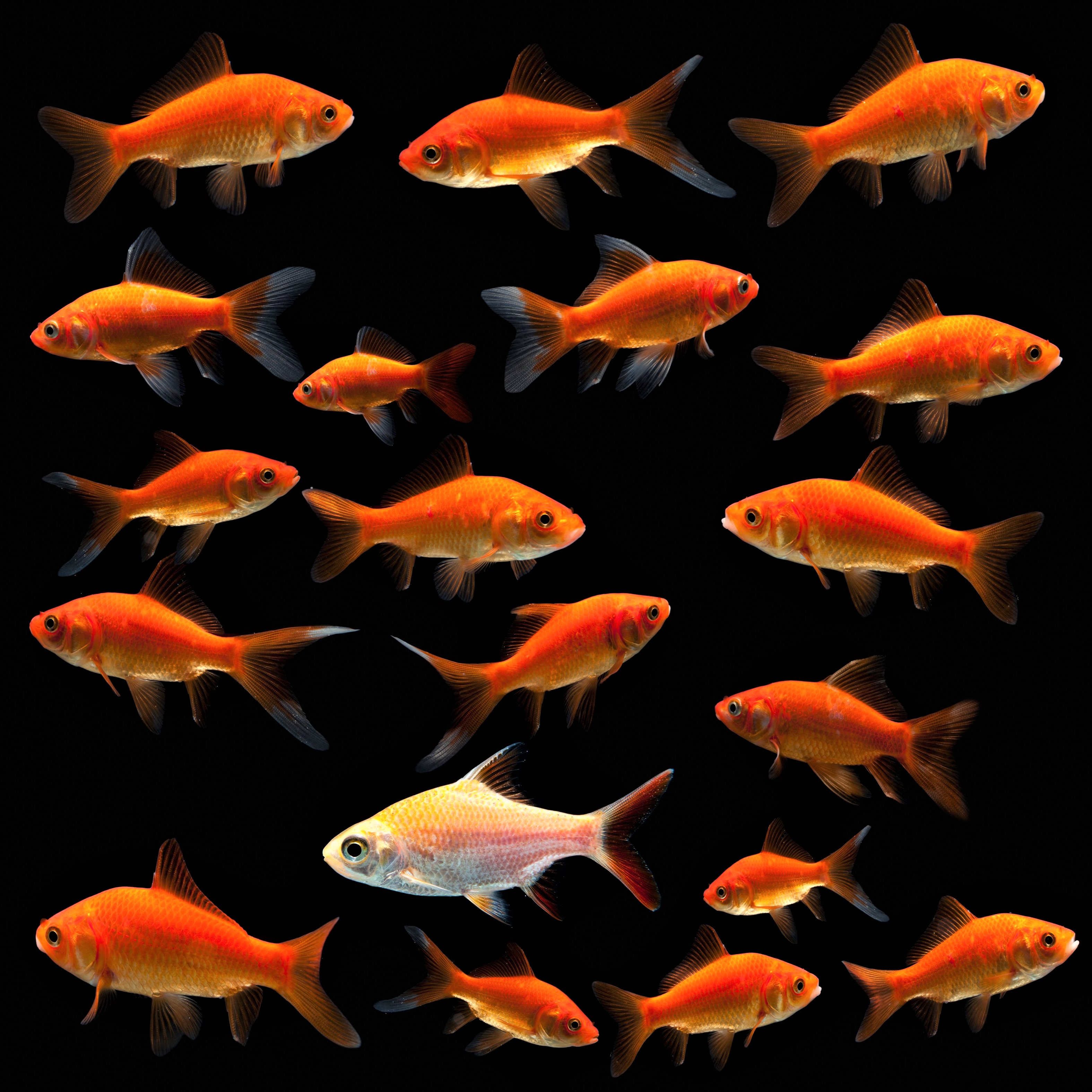 Teichfische